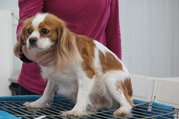 Retired cavalier king cheap charles for sale